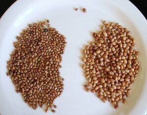 Moth Dal (Matki)