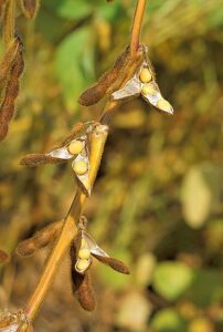 Soybean Dal