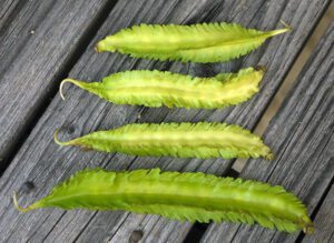 Winged Bean Dal