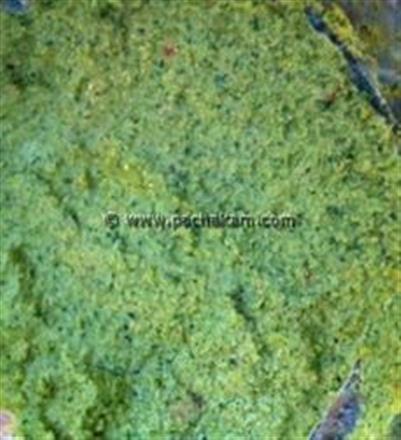 Quick Mint Chutney