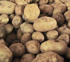 Potato – pachakam.com