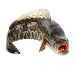 Snakehead Fish – pachakam.com