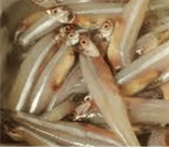 Anchovies
