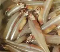 Anchovies
