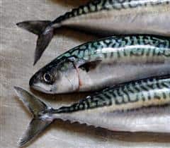 mackerel – pachakam.com