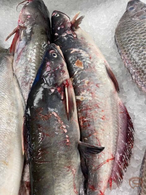 Catfish meaning and translation in Malayalam, Tamil, Kannada, Telugu