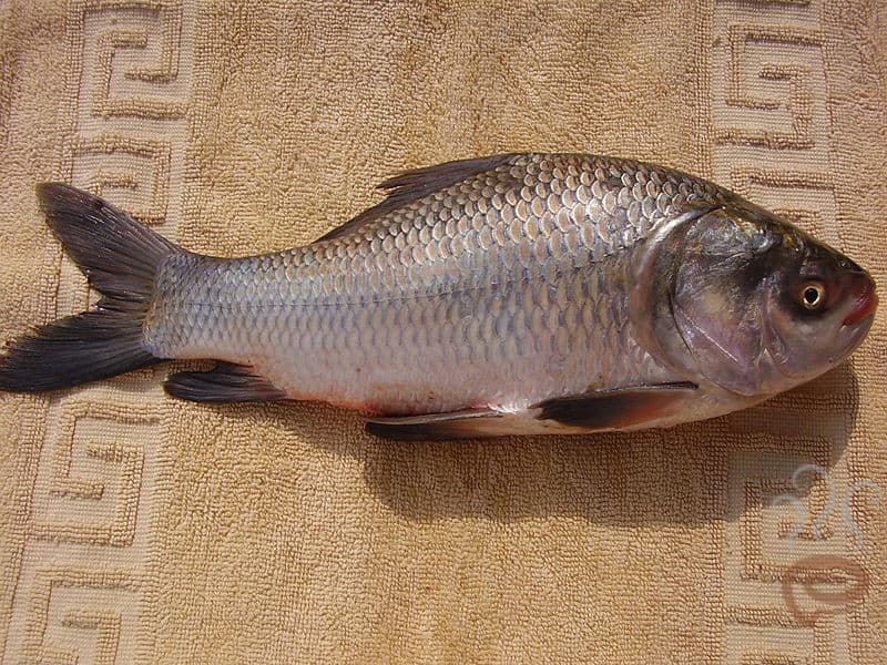 Bengal Carp meaning and translation in Malayalam, Tamil, Kannada, Telugu, Hindi, Bengali, Gujarati, Marati, Oriya and Punjabi Carp Bengal Carp meaning and translation in Malayalam, Tamil, Kannada, Telugu, Hindi, Bengali, Gujarati, Marati, Oriya and Punjabi Carp
