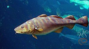 cod
