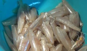 Anchovy