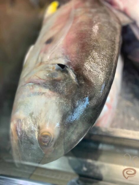Blufein Trevally meaning and translation in Malayalam, Tamil, Kannada,  Telugu, Hindi, Bengali, Gujarati, Marati, Oriya and Punjabi |  Pachakam.comBluefin Trevally - pachakam.com