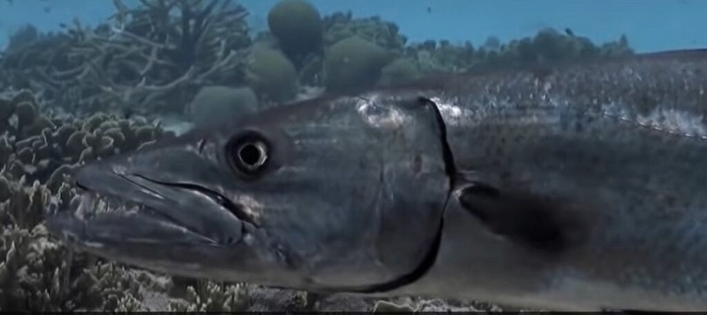 Baracuda