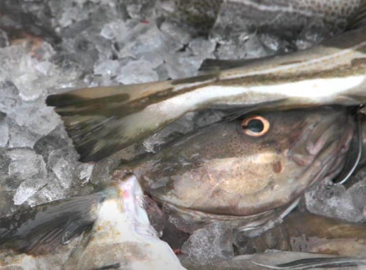 Cod fish in malayalam deals