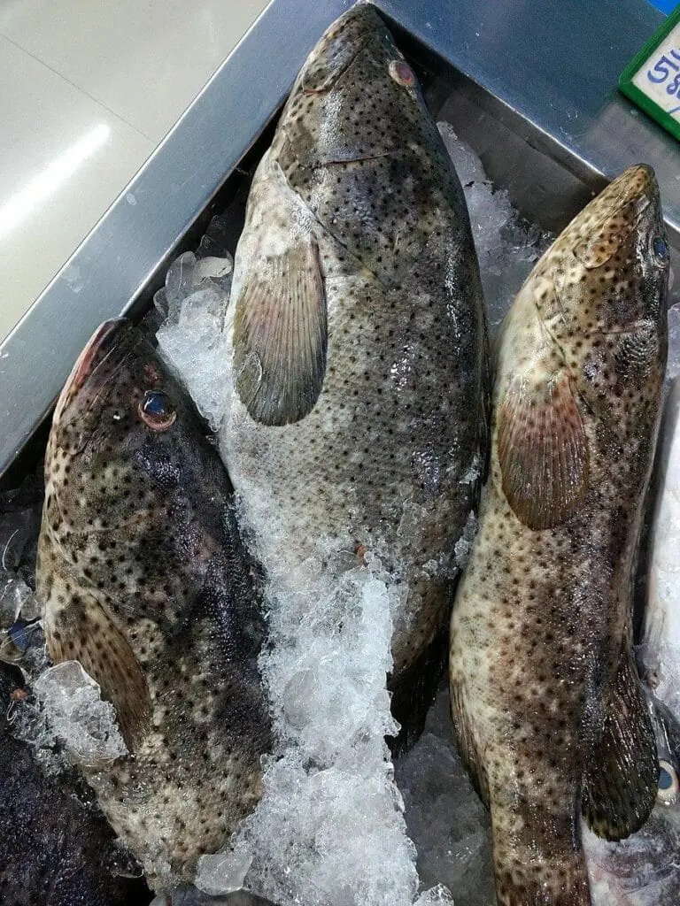 Grouper