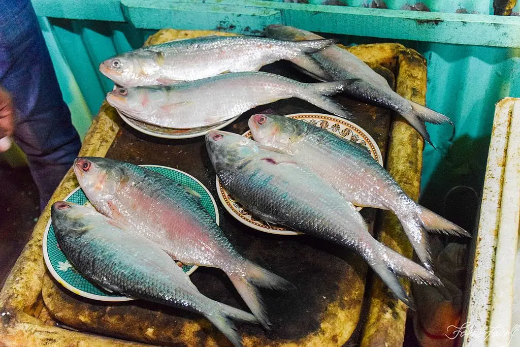 hilsa