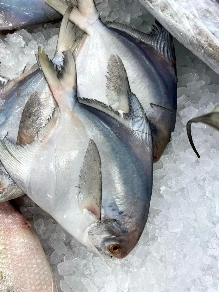 Silver-Pompano